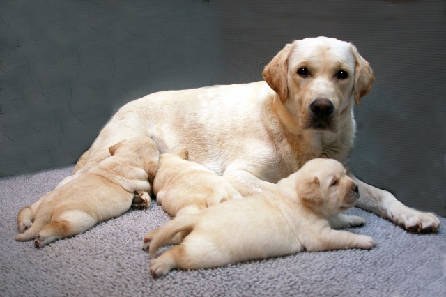 Spring and her August 10, 2009 pups